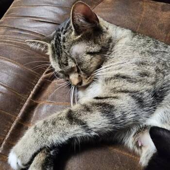 Tiny -  Domestic Short Hair Cat for Adoption in Sioux Falls, South Dakota - Tiny | PetCurious