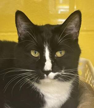 Tripp -  Domestic Short Hair Cat for Adoption in Golden, Colorado - Tripp | PetCurious
