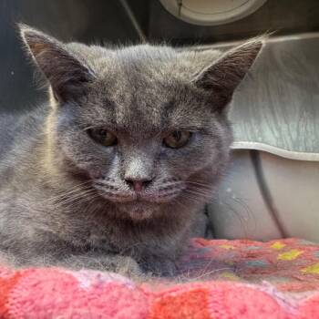 Denver -  Domestic Medium Hair Cat for Adoption in Pekin, Illinois - Denver | PetCurious