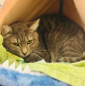 Figment -  Domestic Short Hair Cat for Adoption in West Chester, Pennsylvania - Figment | PetCurious