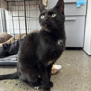 Margot -  Domestic Short Hair Cat for Adoption in Columbus, Ohio - Margot | PetCurious