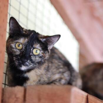 Suzi -  Domestic Short Hair Cat for Adoption in Priest River, Idaho - Suzi | PetCurious