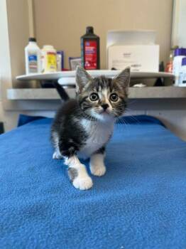 Chocolate Bar -  Domestic Short Hair Cat for Adoption in Marion, Ohio - Chocolate Bar | PetCurious