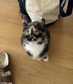 American Shorthair Cats Available for Adoption in New York, New York - Pica | PetCurious