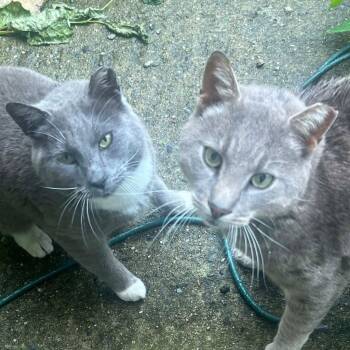 Rescue Domestic Short Hair Cats for Adoption in New York, New York - Mr. Grey And Stockings: Courtesy Post | PetCurious