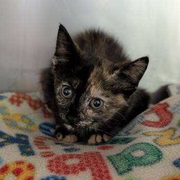Chupacabra -  Domestic Short Hair Cat for Adoption in Cape Girardeau, Missouri - Chupacabra | PetCurious