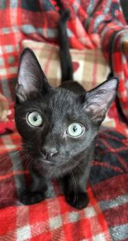 Tyson -  Domestic Short Hair Cat for Adoption in Phoenix, Arizona - Tyson | PetCurious