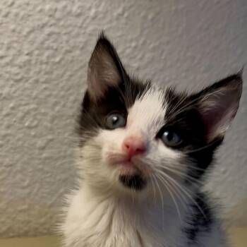 Pixar -  Domestic Short Hair Cat for Adoption in Escondido, California - Pixar | PetCurious