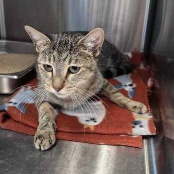 Executive Distractor -  Domestic Short Hair Cat for Adoption in Davenport, Iowa - Executive Distractor | PetCurious