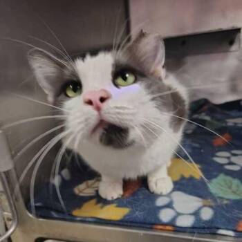 One Shoe Tall -  Domestic Short Hair Cat for Adoption in Davenport, Iowa - One Shoe Tall | PetCurious