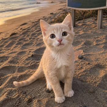 Domestic Short Hair Cats Available for Adoption in Inman, South Carolina - Parmesan | PetCurious