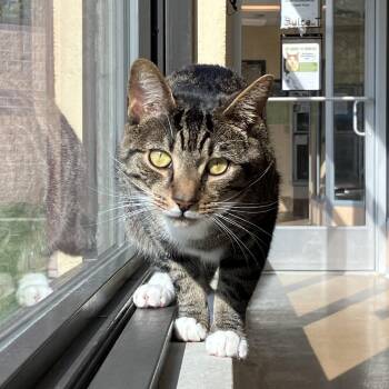 Domestic Short Hair Cats Available for Adoption in Eatontown, New Jersey - Basil | PetCurious