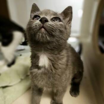 Poupon -  Domestic Medium Hair Cat for Adoption in Oakland, California - Poupon | PetCurious