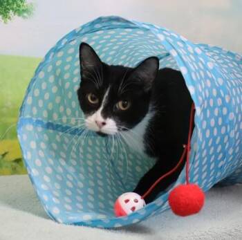 Jenny (Jazzy) -  Domestic Short Hair Cat for Adoption in West Chester, Pennsylvania - Jenny (Jazzy) | PetCurious