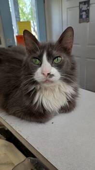 Rescue Domestic Short Hair Cats for Adoption in Bourbonnais, Illinois - Pee Wee | PetCurious