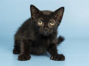 HOPPS -  Domestic Short Hair Cat for Adoption in Phoenix, Arizona - HOPPS | PetCurious