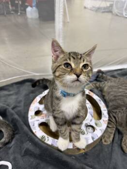 Rescue Domestic Short Hair Cats for Adoption in Plymouth, Michigan - Gatsby | PetCurious