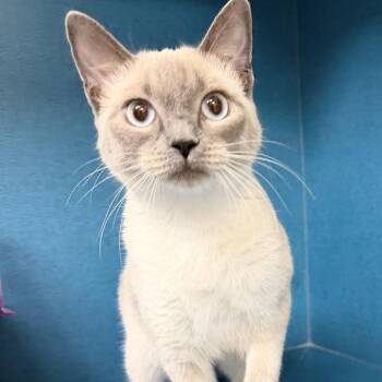 Siamese Cats Available for Adoption in Fort Smith, Arkansas - Pillow (25-13495) | PetCurious