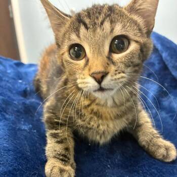 Sassy/MPAC1046 -  Domestic Short Hair Cat for Adoption in Oak Park, Illinois - Sassy/MPAC1046 | PetCurious
