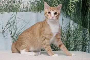 Butter -  Domestic Short Hair Cat for Adoption in West Chester, Pennsylvania - Butter | PetCurious