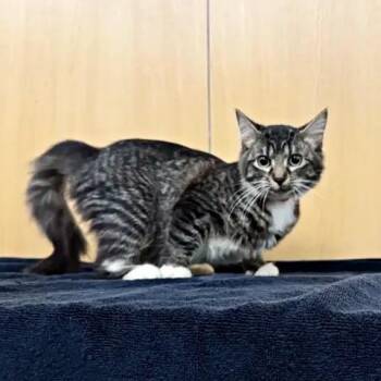 Queen of Clouds -  Domestic Short Hair Cat for Adoption in Brentwood, Missouri - Queen Of Clouds | PetCurious