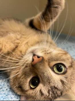Rescue Domestic Short Hair Cats for Adoption - Eeyore | PetCurious
