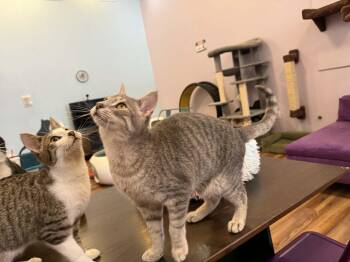 Tabby Cats Available for Adoption - Alvin And Simon (Café)  | PetCurious