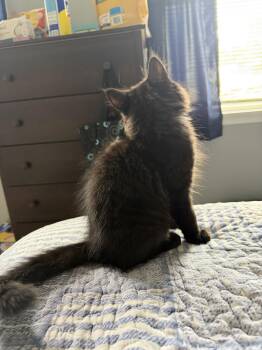Domestic Short Hair Cats Available for Adoption in Rockaway, New Jersey - Storm KITTEN | PetCurious