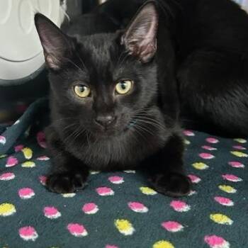 Hatch -  Domestic Short Hair Cat for Adoption in Knoxville, Tennessee - Hatch | PetCurious