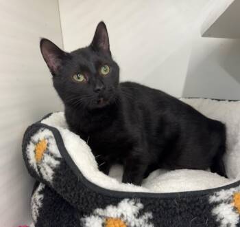 Domestic Short Hair Cats Available for Adoption in Chicago, Illinois - Cole | PetCurious