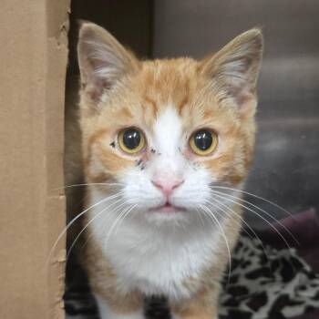 Domestic Short Hair Cats Available for Adoption in West Olive, Michigan - Cheese Ball | PetCurious