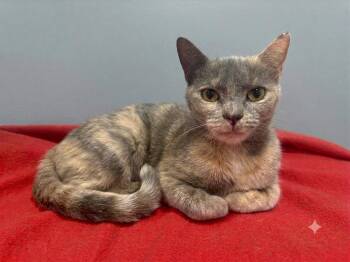 Marina -  Domestic Short Hair and Dilute Tortoiseshell Cat for Adoption in Newtown Square, Pennsylvania - Marina | PetCurious