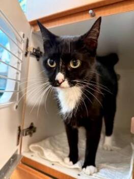 Tito -  Domestic Short Hair Cat for Adoption in Savannah, Georgia - Tito | PetCurious