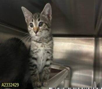 Ezra -  Domestic Short Hair Cat for Adoption in Cincinnati, Ohio - Ezra | PetCurious
