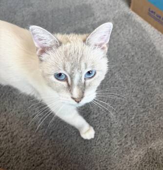 Chanel Laurent -  Domestic Short Hair and Siamese Cat for Adoption in Chandler, Arizona - Chanel Laurent | PetCurious