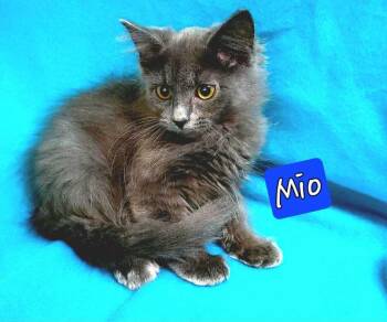 Rescue Domestic Long Hair and Russian Blue Cats for Adoption in Jessup, Maryland - Mio | PetCurious
