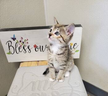 Rescue American Shorthair and Tabby Cats for Adoption in Bartlesville, Oklahoma - Dundee | PetCurious