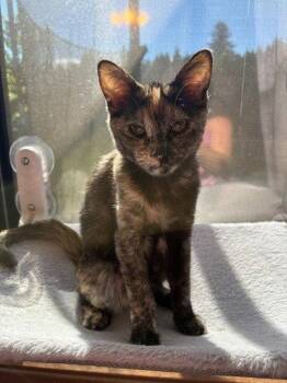Iris -  Domestic Medium Hair Cat for Adoption in Battle Ground, Washington - Iris | PetCurious