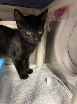 Panther (patte blanche) -  Domestic Short Hair Cat for Adoption in Montreal, Quebec - Panther (patte Blanche) | PetCurious