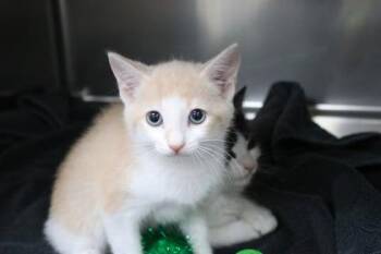 Domestic Short Hair Cats Available for Adoption in Brunswick, Georgia - PJ | PetCurious