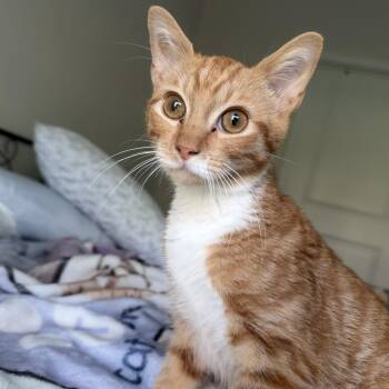 hercules -  Domestic Short Hair Cat for Adoption in North Myrtle Beach, South Carolina - Hercules | PetCurious