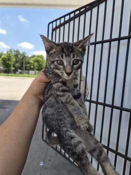 A656900 -  Domestic Short Hair Cat for Adoption in Houston, Texas - A656900 | PetCurious