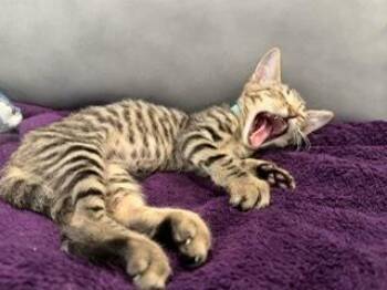 Luke -  Domestic Short Hair and Tabby Cat for Adoption in Ruskin, Florida - Luke | PetCurious