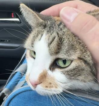 Delilah -  Domestic Short Hair Cat for Adoption in Wells, Maine - Delilah | PetCurious