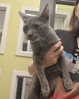 Rescue Domestic Medium Hair and Domestic Short Hair Cats for Adoption in Dickson, Tennessee - Osbourne | PetCurious