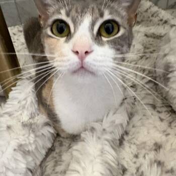 Xena -  Domestic Short Hair Cat for Adoption in Jacksonville, Florida - Xena | PetCurious