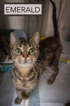 Emerald (FCID# 06/11/2026 - 3 Trainer) C -  Tabby Cat for Adoption in Greenville, Delaware - Emerald (FCID# 06/11/2026 - 3 Trainer) C | PetCurious