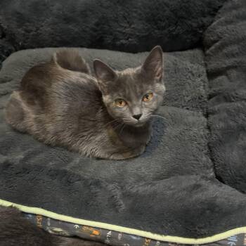 Dream -  Russian Blue Cat for Adoption in Palmetto Bay, Florida - Dream | PetCurious