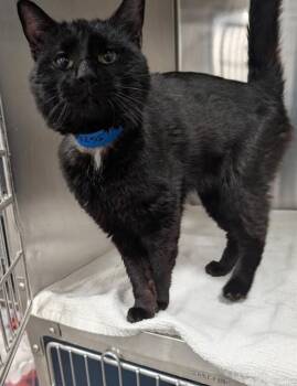 Domestic Short Hair Cats Available for Adoption - LUCIOUS | PetCurious