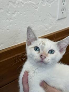 Whimsy ( CG) -  Siamese Cat for Adoption in Vallejo, California - Whimsy ( CG) | PetCurious